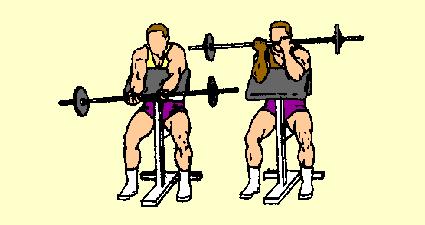 Sit on bench, upper arms against pad. Curl bar until forearms and biceps touch. Keep upper arms in close. Can also be done with medium or wide grip.