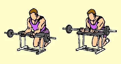 16) Palms Up Barbell Over a Bench Wrist Curl Inside Forearms Place barbell beside flat bench, kneel on opposite side of bench. Hold bar, palms up, hands 16" apart.