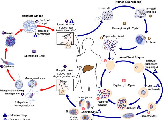 Hadzic T. Malaria and Reactive Oxygen Species: The Dance of Death - 5 - Figure 1. Plasmodium life cycle within a mosquito and a human [3].