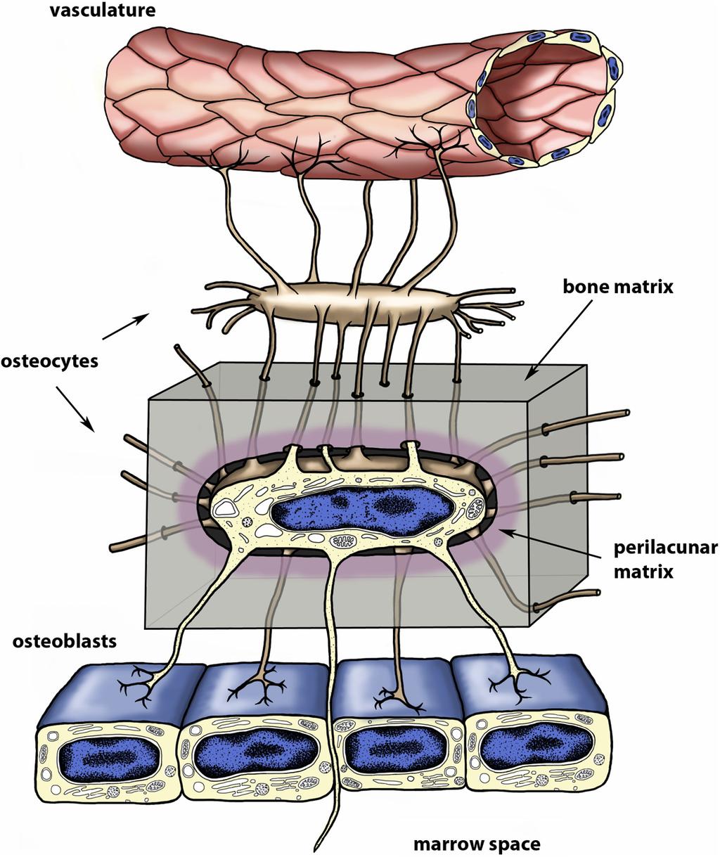 doi: 10.1210/er.2012-1026 edrv.endojournals.org 659 Figure 1. Figure 1. The osteocyte.