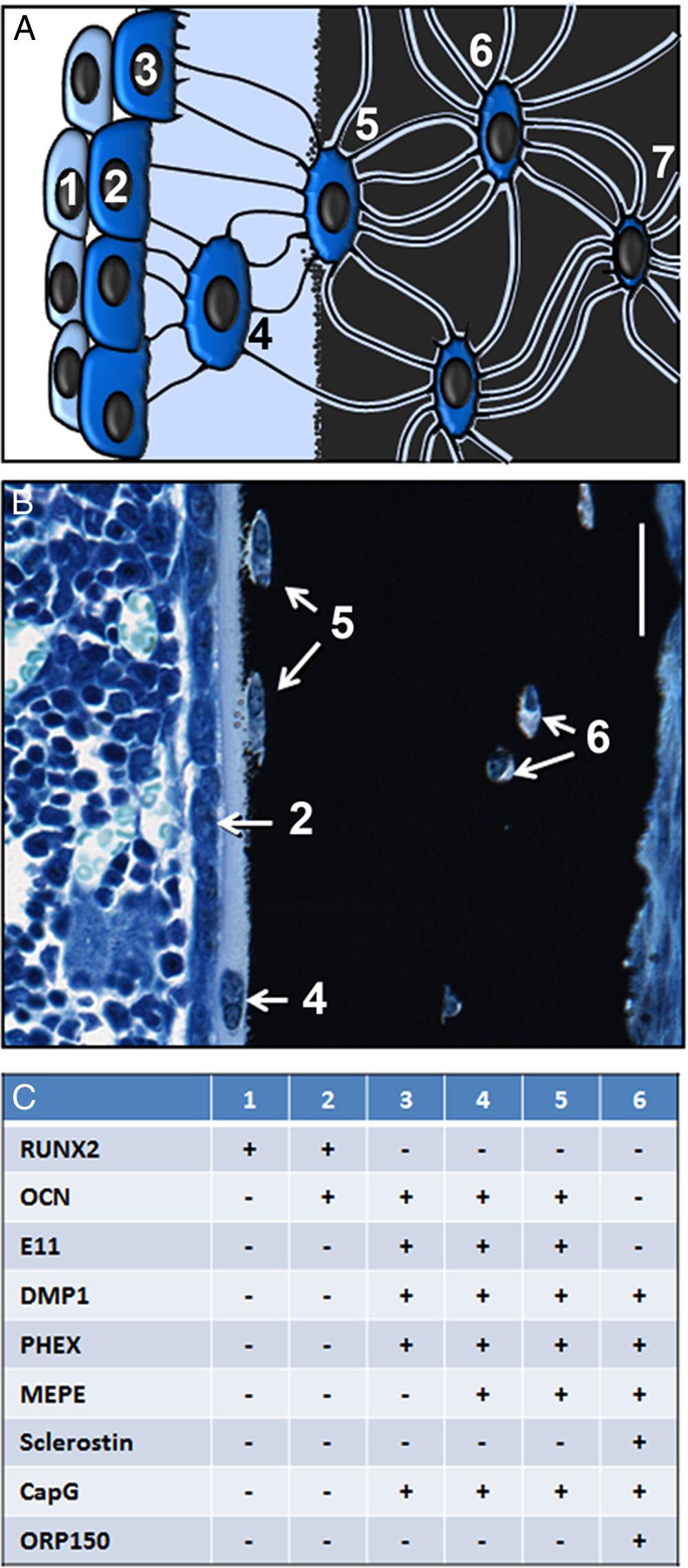 doi: 10.1210/er.2012-1026 edrv.endojournals.org 661 Figure 3. Figure 3. Osteocyte differentiation.