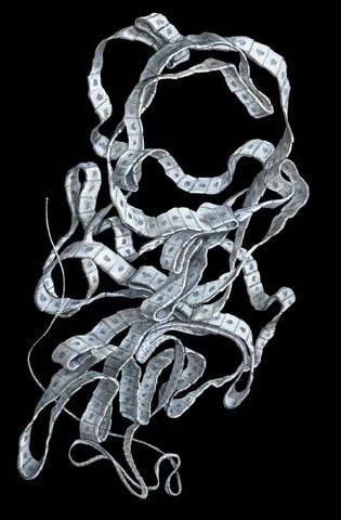 Diphyllobothrium latum Diphyllobothrium are the largest tapeworms that can infect humans