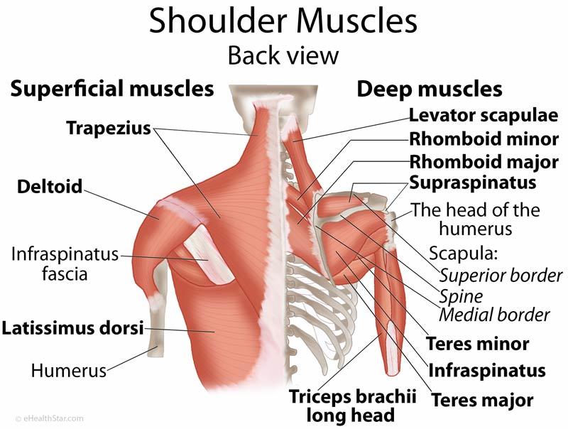 The muscles that act on the shoulder joint can be categorized into three groups: (1) Muscles for scapular stabilization: this group of muscles is responsible for stabilizing or moving the scapulae in