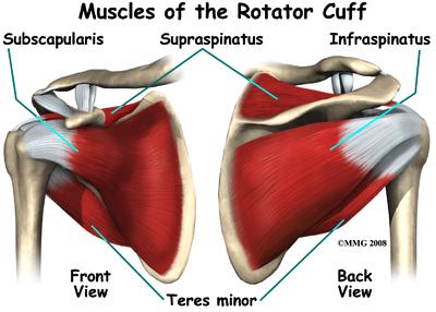 In many exercise programs the emphasis is placed on this last group, the larger shoulder muscles.