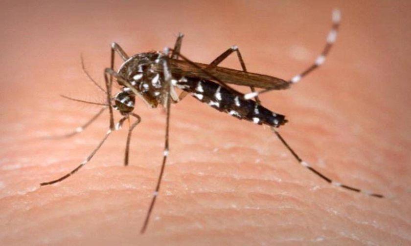 Darwin s mosquitoes The more ITNs and IRS are used, the more mosquitoes resistant to insecticides will be favored in the