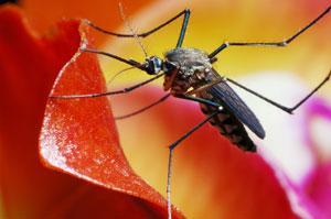 AttractiveToxic Sugar Bait Mosquito sugar feeding: Both sexes sugar feed from flowers, etc. Females require blood to produce eggs.