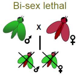 Mosquitoes having at least one copy of the RIDL allele can t fly.