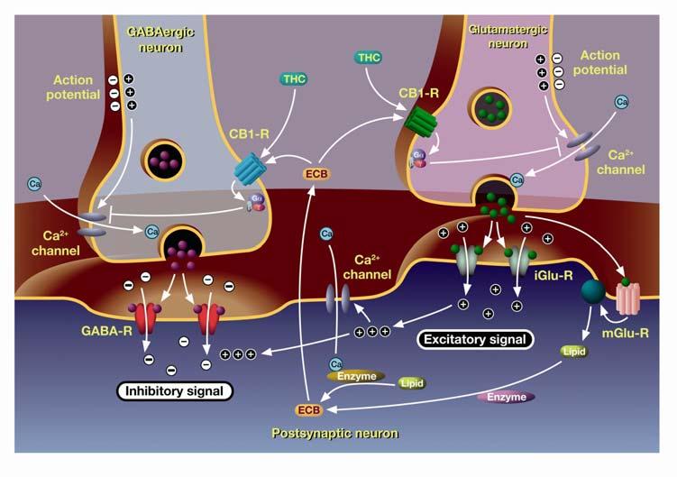 1.A nerve impulse reaching the synapse stimulates the release of neurotransmitters (the yellow molecules).