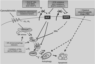 Regulation of nausea and vomiting by the endocannabinoid system CB1 receptors are found in the dorsal vagal complex (medullary nucleus solitarius, area postrema, dorsal motor nucleus of the vagus).
