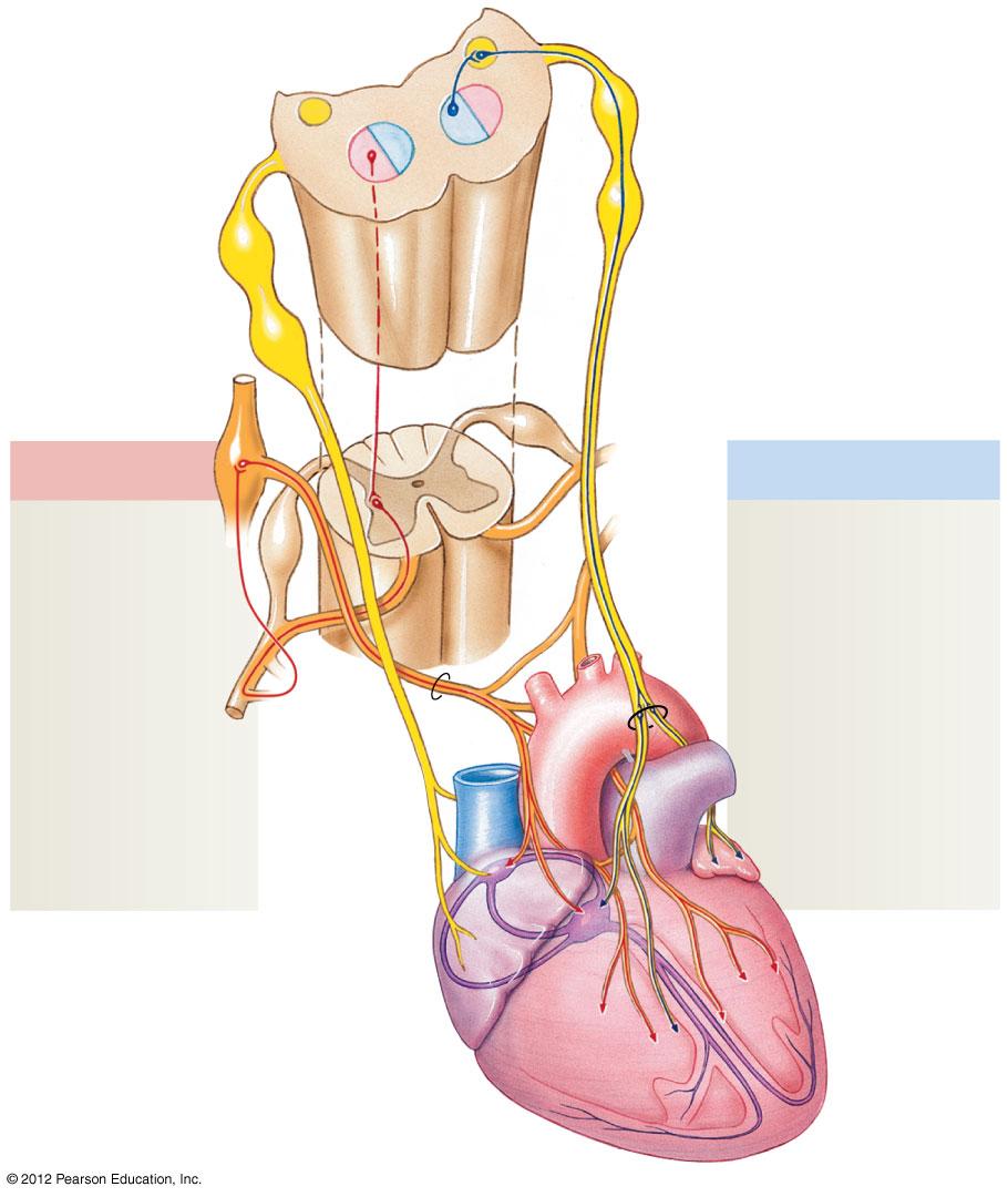 Figure 20-21 Autonomic Innervation of the Heart Cardioinhibitory center Vagal nucleus Cardioacceleratory center Medulla oblongata Vagus (N X) Spinal cord Sympathetic Sympathetic ganglia (cervical