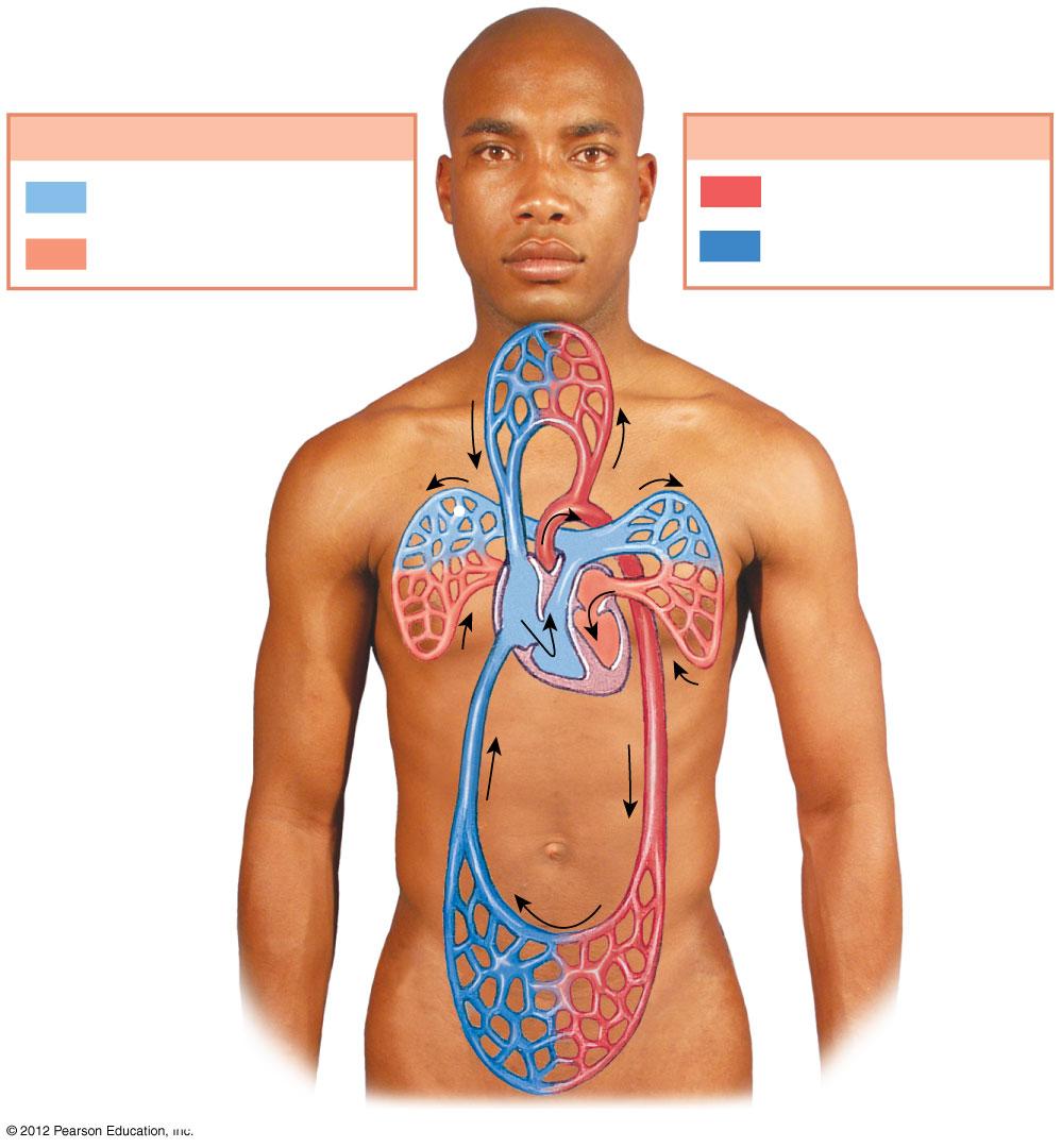 Figure 20-1 An Overview of the Cardiovascular System PULMONARY CIRCUIT Pulmonary arteries Pulmonary veins SYSTEMIC CIRCUIT Systemic arteries Systemic