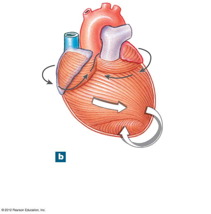 Figure 20-4b The Heart Wall Atrial musculature Ventricular musculature Cardiac muscle tissue