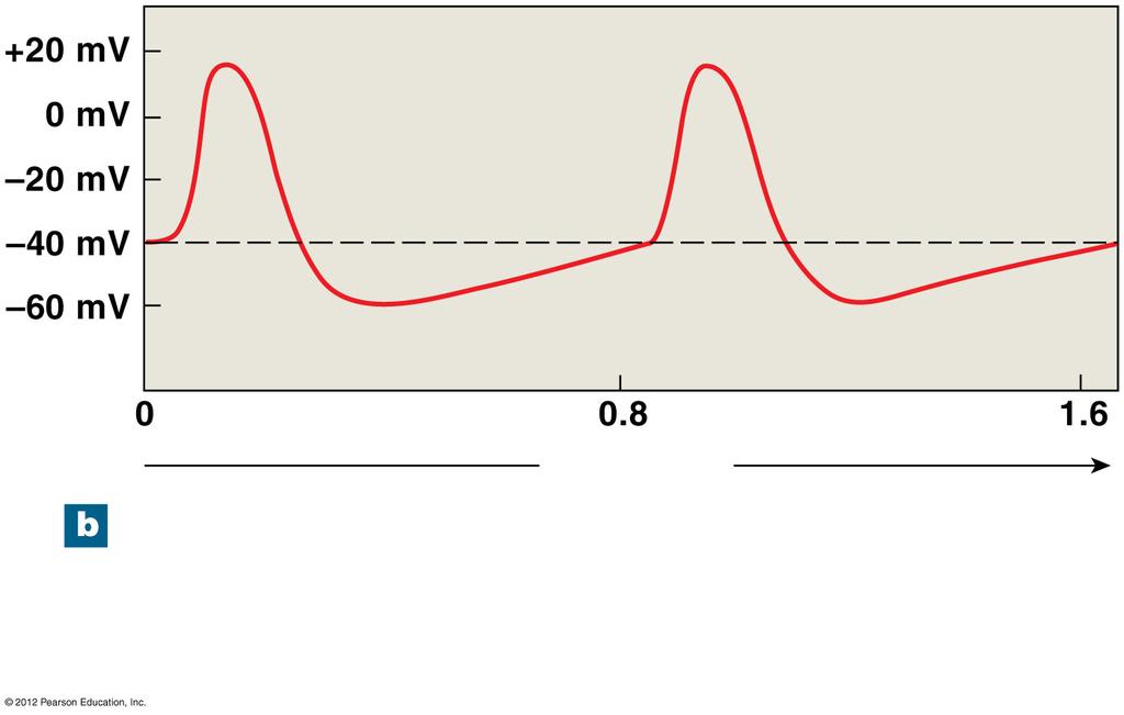 Figure 20-11b The Conducting System of the Heart Threshold Prepotential (spontaneous depolarization) Time (sec) Changes in the membrane potential of a