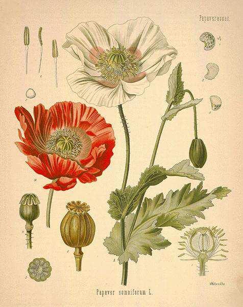 Opioid Therapies Among the remedies which it has pleased Almighty God to give man to relieve his sufferings, none is so universal and so efficacious as opium Sydenham, 1680 Opioids Three types of