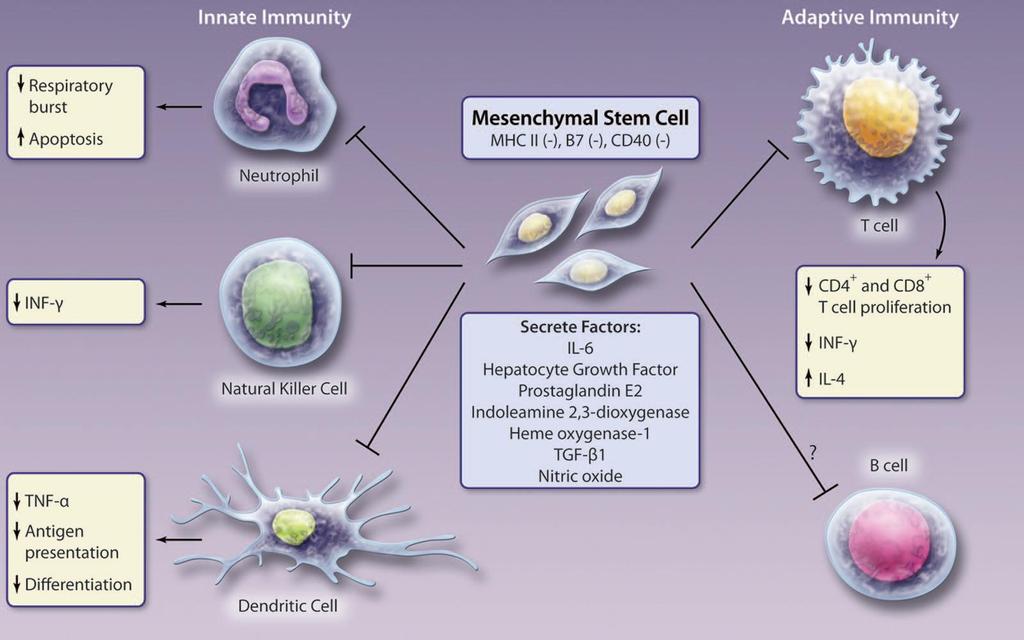 MSCS: A UNIQUE IMMUNOPRIVILEGED CELL