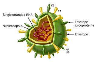 The Virus Genus: Hepacivirus, Family: Flaviviridae ss RNA virus