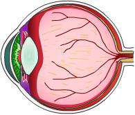 This reference summary explains what diabetic retinopathy is. Lens How the Eye Works The following section describes how the eye works and diseases of the eye, such as diabetic retinopathy.