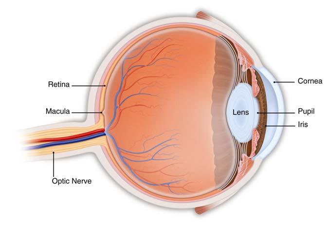 The Healthy Eye Light rays enter the eye through the cornea, pupil and lens.