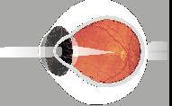 The optic nerve carries impulses to the brain where they are converted into visual images. The periphery, or outer part of the retina is responsible for peripheral vision.