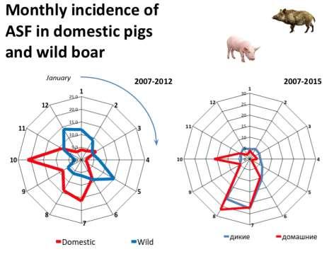 Virus prevalence in infected wild boar population: 1-4,5% Sero-prevalence in hunted WB: 0,5-2% Incubation 3-5 days Lethality 90-95% 70-80% found dead wild boar are virus positive 30-50