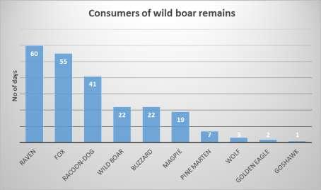 + 19 wild boar approaches without contact ASF epidemiology: the general picture 1) The virus is introduced by neighbouring infected wild boar; 2) The virus spread into the local wild boar population;