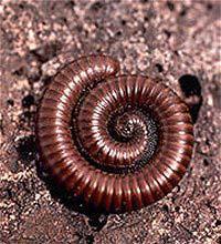 Most are harmless to humans but a few large, tropical centipedes are dangerous. Class Diplopoda Millipedes have 2 pairs of legs per somite, probably from fusion of 2 segments.