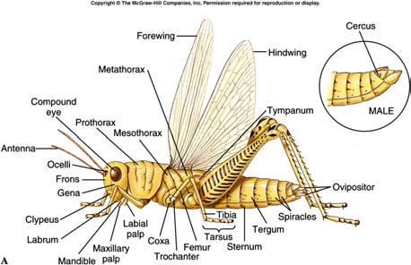Characteristics Insects have three pair of legs and often two pair of wings on the thoracic region of the body. Insects range from less than 1 mm to 20 cm in length; the larger insects are tropical.