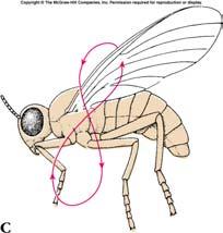 Modifications of Wings Flight Muscles of Insects Wings for flight are thin and membranous. The thick and horny front wings of beetles are protective.