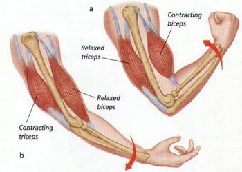ligaments and tendons Muscle is attached to bone through tendons Muscle