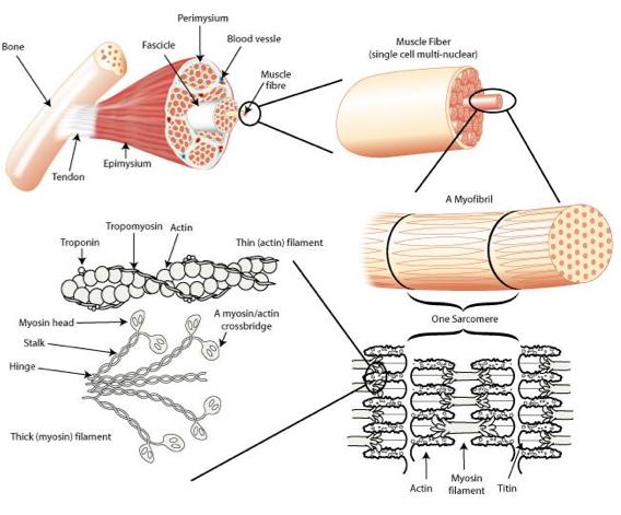 Muscle 101 Muscle cells (or fibers) are long and are grouped into fascicles Several fascicles make up a muscle Muscle cells contain proteins that move