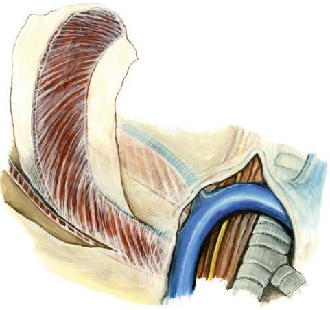 Texbook of Thoracic Surgery and