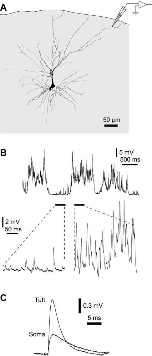 11130 J. Neurosci., December 8, 2004 24(49):11127 11136 Waters and Helmchen Backpropagation during Synaptic Activity In Vivo Figure 2. Up state amplitudes are similar throughout the dendritic tree.