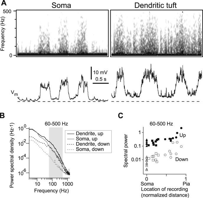 Waters and Helmchen Backpropagation during Synaptic Activity In Vivo J. Neurosci., December 8, 2004 24(49):11127 11136 11131 Figure 4. Spectral analysis of somatic and dendritic recordings.