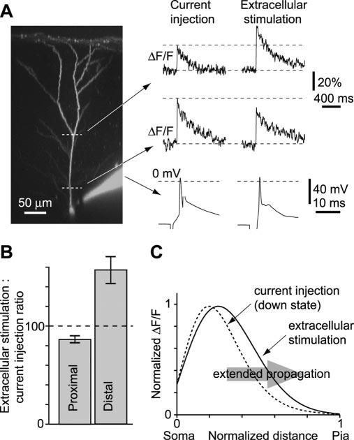 B, Plot of peak AP-evoked relative fluorescence change in the proximal dendrite as a function of the prestimulus membrane potential for the neuron shown in A. C, Mean SEM dataforfourneurons.