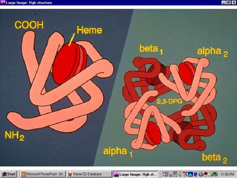 Hemoglobin Globin with central heme Hemoglobin is a complex protein.