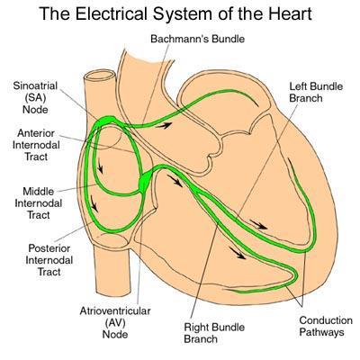 SA Node (Sinoatrial Node) Main pacemaker of the heart in a healthy heart the SA node is in charge. The impulse starts here and has an intrinsic rate of 60-100 beats per minute.
