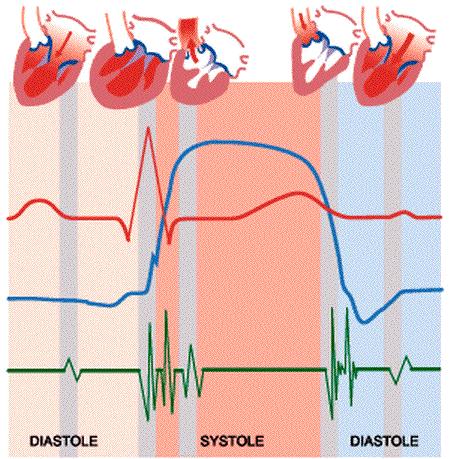 THE CARDIAC CYCLE During the cardiac cycle, the pressures in each chamber of the heart rise in systole and fall in diastole. Valves assist in blood flow by directing the blood in the right direction.