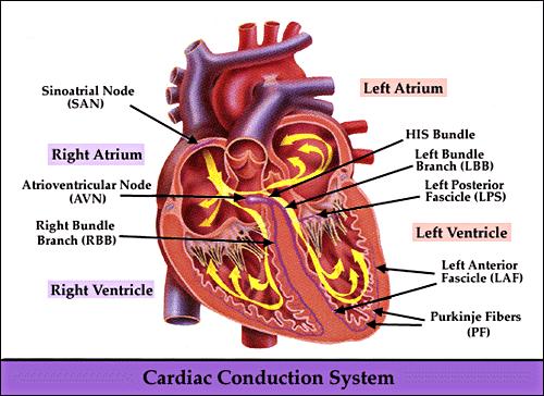 The LifeCentre October 18, 2015 The Cardiac