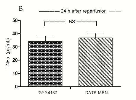 and 24 h reperfusion. No significant difference was observed between groups (mean ± SEM, n = 6). Figure S6.