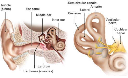 The vibrations are picked up by three tiny bones known as the hammer, anvil and stirrup, which create a bridge from the ear drum to the inner ear. 3.