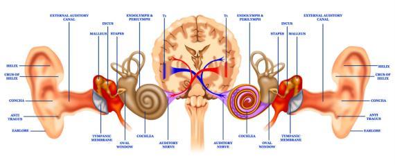 CONFIGURATION Evaluating the Auditory System THE COMPREHENSIVE