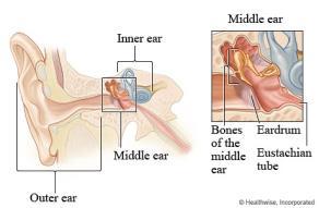 the inner ear; Eustachian tube s ability to equalize air pressure on