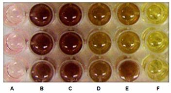 Figure 4: Qualitative cytotoxic MTT assay of Panc-1cells after 24 h of Ni NWs exposure.