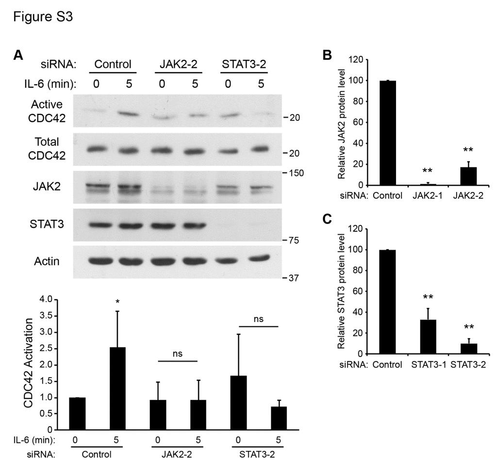 Figure S3. JAK2 and STAT3 are required for IL-6 to activate CDC42. A. RNAi-mediated knockdown of JAK2 or STAT3 prevents activation of CDC42 by IL-6.