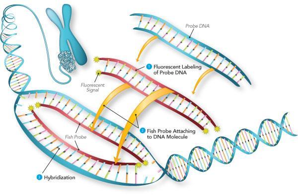 FISH The first molecular cytogenetic technique Advantages: Higher