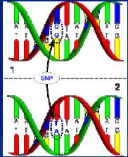 SNP array SNP ARRAYS A Single nucleotide polymorphism is a DNA sequence variation occurring when a single