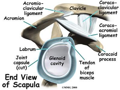 rotator cuff connects the humerus to the scapula. The rotator cuff is formed by the tendons of four muscles: the supraspinatus, infraspinatus, teres minor, and subscapularis.