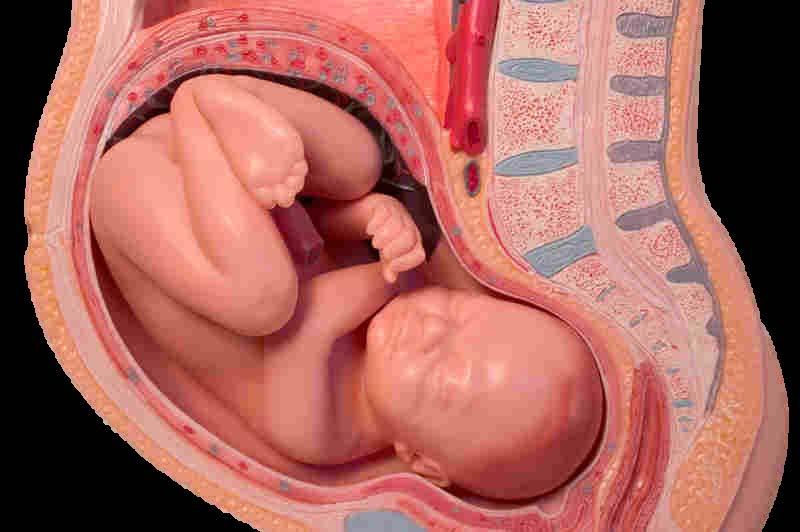 CHOLINE IN PREGNANCY & LACTATION Maternal
