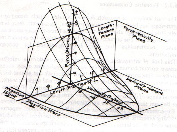 CC Force- Velocity Curve 3-D Plot Force Length - Velocity Text Fig.