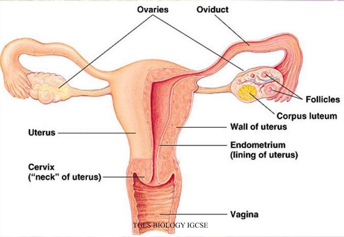 The female reproductive system Approximately every 28 days, the pituitary gland releases a hormone that stimulates some of the ova to develop and grow.